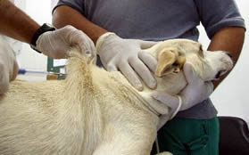 Centro de Controle de Zoonoses em Santana