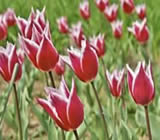 Floriculturas em Santana