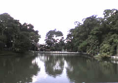 Horto Florestal
