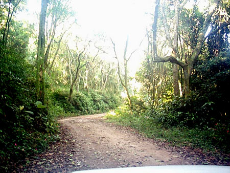 Trilha na Serra da Cantareira